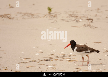 Amerikanischer Austernfischer am Strand - Haematopus palliatus Stockfoto