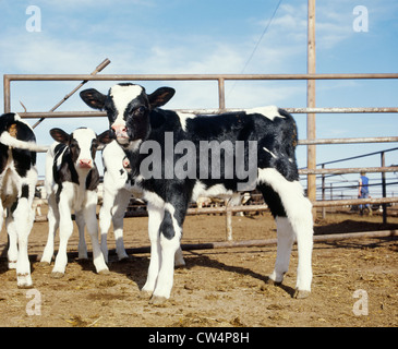 HOLSTEIN MOLKEREI KALB (2 WOCHEN) / TEXAS Stockfoto