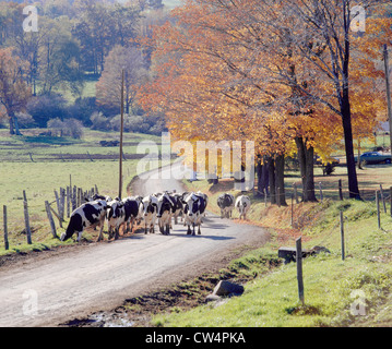 DIE KÜHE ZUM MELKEN / PENNSYLVANIA Stockfoto