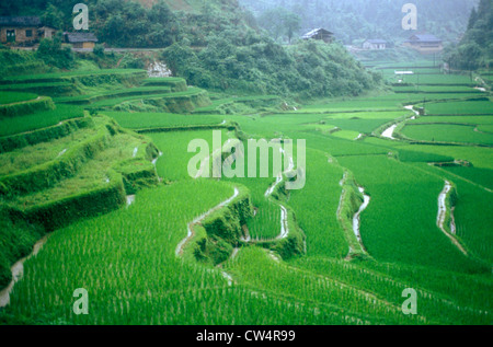 Terrassierten Reisfelder, Longshen in der Nähe von Guilin, Guangxi Provinz, Volksrepublik China Stockfoto