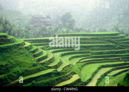 Terrassierten Reisfelder, Longshen in der Nähe von Guilin, Guangxi Provinz, Volksrepublik China Stockfoto