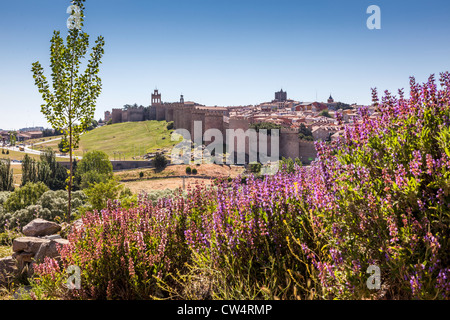 Die Befestigung der mittelalterlichen Stadtmauer von Avila unter einem strahlend blauen Himmel, Kastilien und León, Spanien, Europa. Stockfoto