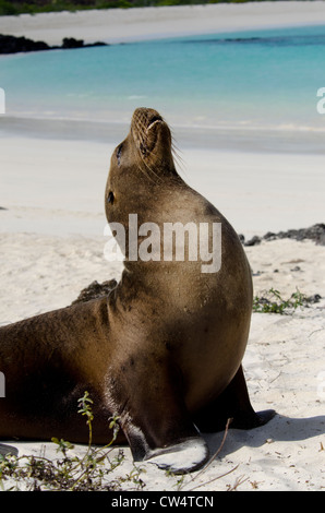 Ecuador, Galapagos, San Cristobal. Endemische Galapagps Seelöwe (Zalophus Wollebacki) am weißen Sandstrand. Stockfoto