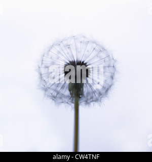 Nahaufnahme von einem Löwenzahn Stockfoto