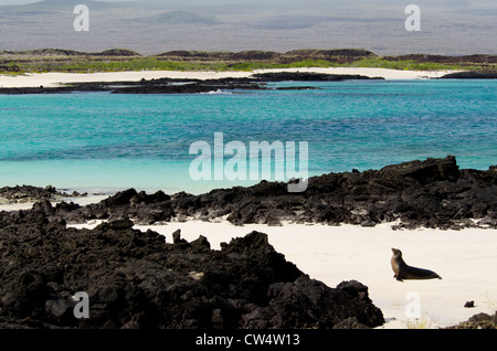 Ecuador, Galapagos, San Cristobal. Galapagos-Seelöwe (Zalophus Wollebacki). Stockfoto