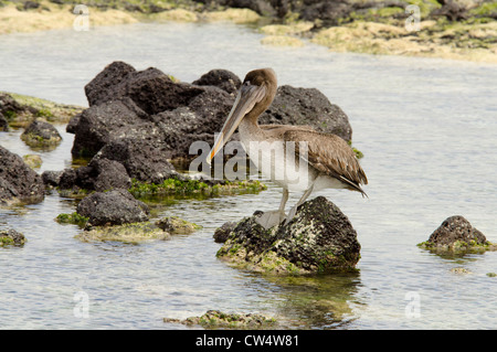 Ecuador, Galapagos, San Cristobal. Brauner Pelikan (Pelicanus Occidentalis Urinator), Stockfoto