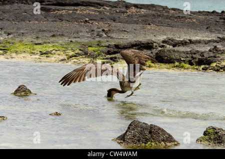 Ecuador, Galapagos, San Cristobal. Brauner Pelikan (Pelicanus Occidentalis Urinator) Stockfoto