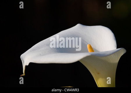 Nahaufnahme von Calla Lilly Stockfoto