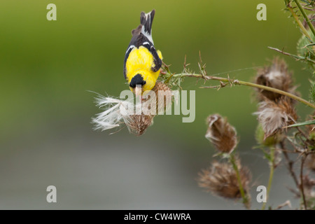 Männliche amerikanische Stieglitz (Spinus Tristis) ernähren sich von Mariendistel-Samen Stockfoto