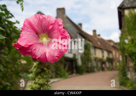 Malve Blume, Gerberoy Dorf, Picardie, Oise Frankreich Stockfoto
