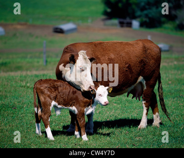 NAHAUFNAHME VON WHITE-FACED HEREFORD KUH UND KALB IM FRÜHLING WEIDE; KÄLBERHÜTTEN SEHEN SIE IM HINTERGRUND / WESTLICHEN IOWA Stockfoto