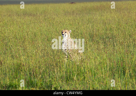 Gepard sitzend in hohen Wiesen der Masai Mara in der Nähe von Little Governors Camp in Kenia, Afrika Stockfoto