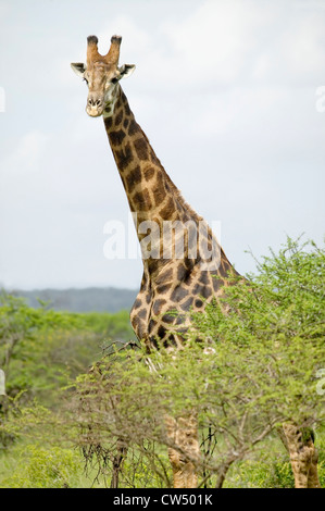 Giraffe in Kamera in Umfolozi Game Reserve, Südafrika, gegründet 1897 Stockfoto
