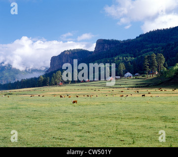 RINDER WEIDEN AM FUßE DER BERGE / COLORADO Stockfoto