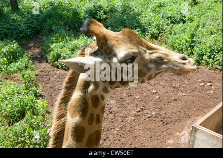 Hand-feeds Rothschild Giraffe Kopf afrikanischen Fund for Endangered Wildlife Giraffe Center in der Nähe von Nairobi Nationalpark Nairobi Stockfoto