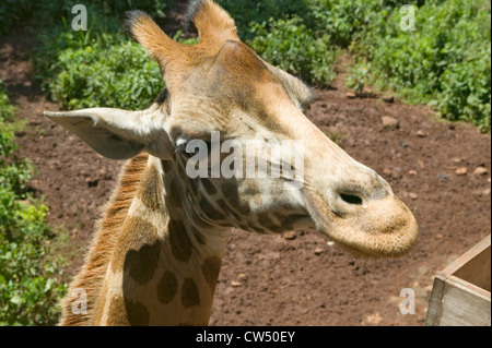 Rothschild Giraffe Kopf afrikanischen Fund for Endangered Wildlife Giraffe Center in der Nähe von Nairobi Nationalpark Nairobi Kenia hautnah Stockfoto