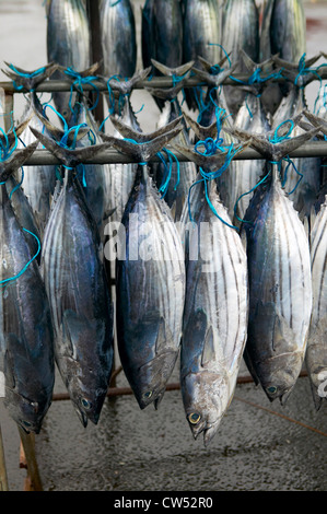 Pacific Bonitoes hängen an einer Outdoor-Fisch Markt, Tahiti, Französisch-Polynesien Stockfoto