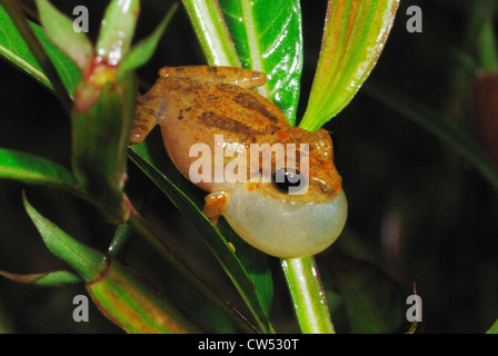 Gemeinsame Strauch Frosch (Philautus Popularis-) der Aufruf in der sinharaja Regenwald, Sri Lanka Stockfoto