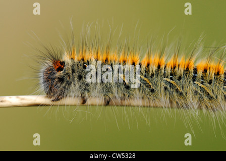 Grass Eggar Falter Raupe (Lasiocampa Trifolii) in Pembrey Country Park Stockfoto