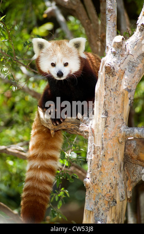 Ein Roter Panda sitzt in einem Baum, Blick auf den Betrachter Stockfoto