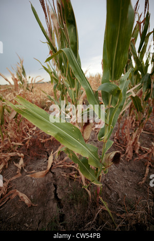 Sterben Maispflanze auf Dürre betroffenen Gebiet mit Risse in den Untergrund. Stockfoto