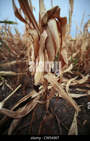 Dürre betroffenen Maispflanze im Feld, braun und getrockneten. Stockfoto