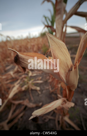 Teilweise gebildeten Ähre in Dürre betroffenen Bereich noch mit Quaste. Stockfoto