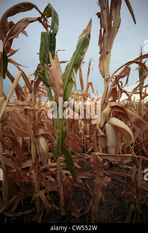 Dürre heimgesuchten Maisstroh in trockenen Bereich. Stockfoto