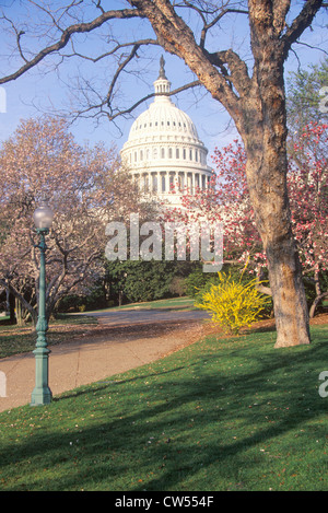 Vereinigte Staaten Kapitol durch Kirschblüten, Washington, D.C. Stockfoto