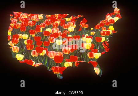Spezialeffekte: Überblick über das Festland der Vereinigten Staaten mit Tulpen Stockfoto