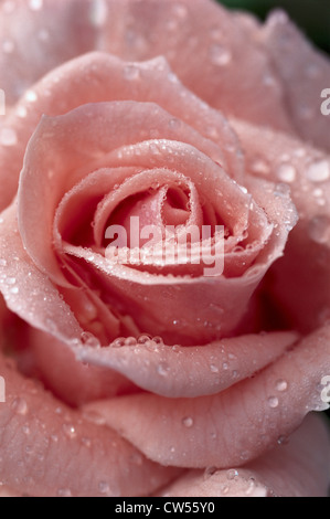 Nahaufnahme von Wassertropfen auf eine rose Stockfoto