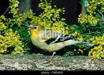 Männliche American goldfinch wechselt die Farbe zu züchten Gefieder durch neben blühenden Carneol Kirsche (Cornus Mas), Missouri, USA Stockfoto