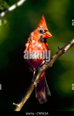 Häutung Northern Kardinal thront auf Zweig, Missouri USA Stockfoto