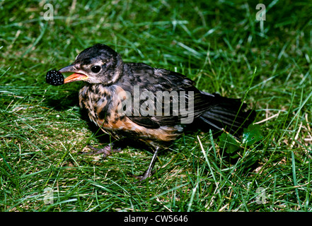 Juvenile American Robin mit blackberry Stockfoto