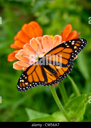 Monarchfalter auf Zinnien in Garten, Yarmouth, Maine, USA Stockfoto