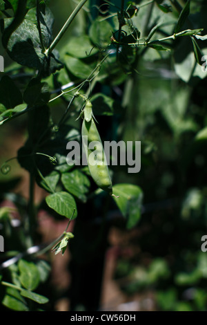 PEA Pod auf Pflanzen im Garten. Stockfoto