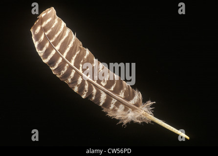 Federkiel, wie man früher bei Unterzeichnung der Unabhängigkeitserklärung Stockfoto