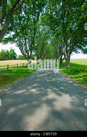 Allee nach Asche Rasen-Hochland, Heimat von Präsident James Monroe, Albemarle County, Virginia Stockfoto