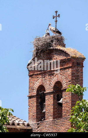 Storch in Nestern am Glockenturm der Kirche in Avila "Kastilien und León" Spanien, Europa. Stockfoto