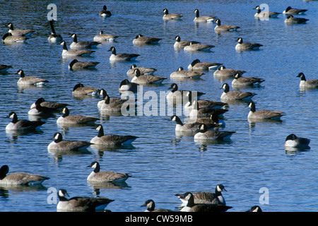 Herde von Enten im Teich, Pierre, SD Stockfoto