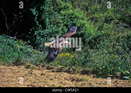 Weißkopfseeadler im Flug, Taube Gabel, TN Stockfoto