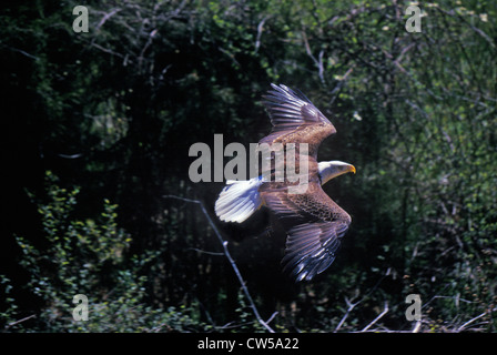 Weißkopfseeadler im Flug, Taube Gabel, TN Stockfoto