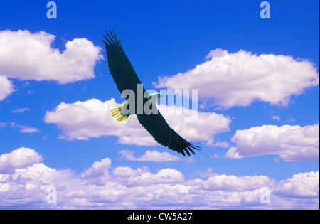 Weißkopfseeadler im Flug, Taube Gabel, TN Stockfoto