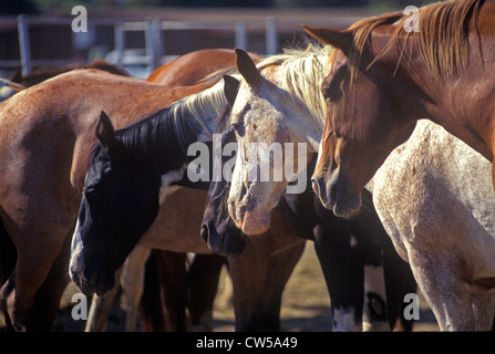 Zeigen Sie Pferde im Stift in Santa Barbara Old Spanish Tage Fiesta, Earl Warren Showgrounds, CA Stockfoto