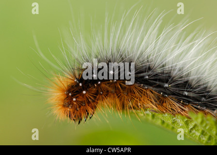 Garden Tiger Moth Caterpillar (arctia Caja) in Pembrey Country Park Stockfoto