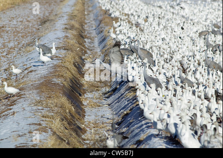 Schnee-Gänse und Kraniche auf gefrorene Feld Bosque del Apache National Wildlife Refuge in der Nähe von San Antonio und Socorro New Stockfoto