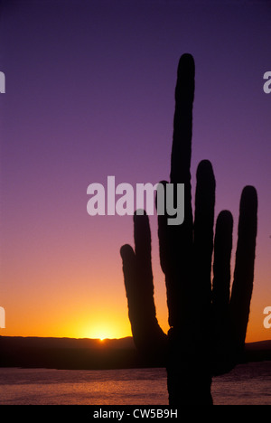 Sunrise-Schuss des Saguaro Kaktus, Roosevelt Lake, AZ Stockfoto