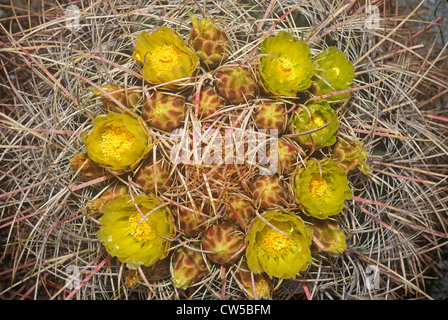 Wüste Barrel Cactus, Anza Borrego Desert, CA Stockfoto