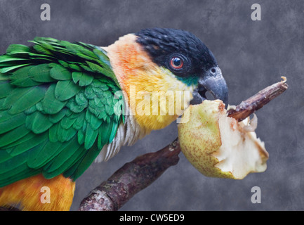 Schwarze Spitze Caique (Pionites Melanocephalus) Fütterung auf Birne Stockfoto