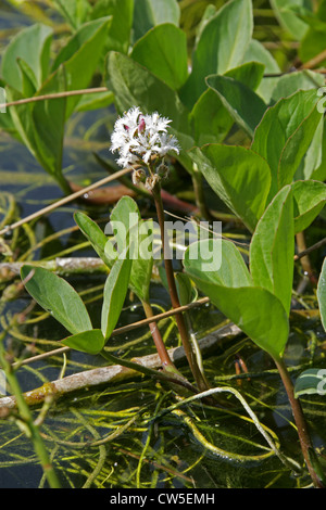 Fieberklee oder Bitterklee, Menyanthes Trifoliata, Menyanthaceae. Aka Moor-Myrte, Marsh Trefoil, Marsh-Klee, Wasser-Kleeblatt. Stockfoto